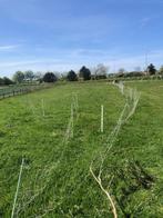 weidegang, Dieren en Toebehoren, Stalling en Weidegang, Weidegang, 2 of 3 paarden of pony's