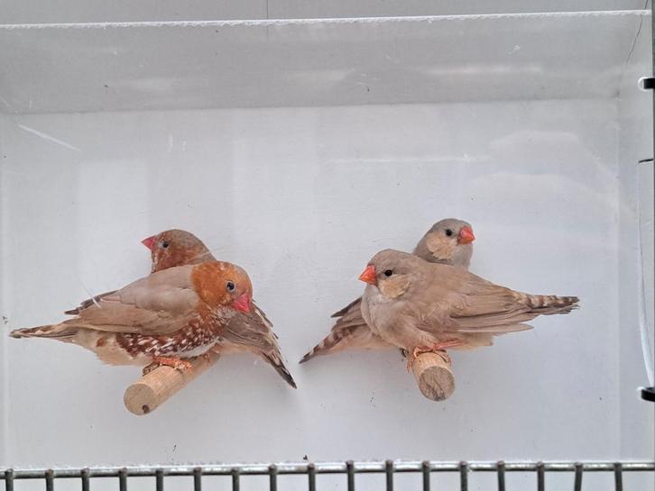 2 koppels zebravinken oranjeborst en zwartborst bruin., Dieren en Toebehoren, Vogels | Overige Vogels, Tropenvogel, Meerdere dieren