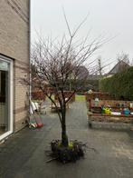 Japanse esdoorn 20 jaar oud – 2,5 meter hoog – Meerstammig, Tuin en Terras, Planten | Bomen, Ophalen, Bloeit niet, Halfschaduw