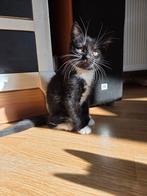 4 Lieve kittens opzoek naar een goude mandje, Dieren en Toebehoren, Katten en Kittens | Overige Katten, Meerdere dieren