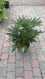 Schefflera taiwaniana, Ophalen of Verzenden