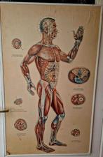 6  oude ingelijste posters van het mannelijke lichaam, Ophalen of Verzenden