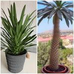 Pachypodium Lamerei ‘Madagaskar Palm ‘ inclusief pot., Huis en Inrichting, Kamerplanten, Palm, Ophalen of Verzenden, Halfschaduw