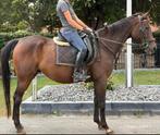Brave 12 jr allrounder van 1,62(recreatie-manege-sport), Dieren en Toebehoren, Paarden, B, Gechipt, Ruin, 160 tot 165 cm