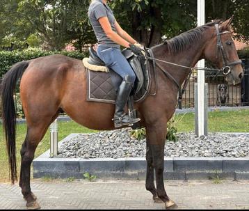  Brave 12 jr allrounder van 1,62(recreatie-manege-sport) beschikbaar voor biedingen