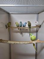 Diverse kleuren halsband parkieten.