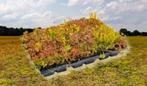 Sedum Cassetes maak zelf eenvoudig uw groene dak, Ophalen of Verzenden, Zomer, Overige soorten, Volle zon
