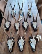 Top reebok schedels op schild, ree gewei, Verzamelen, Dierenverzamelingen, Ophalen of Verzenden, Zo goed als nieuw, Hert, Schedel