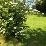 Sambucus Nigra, Vlier, Vlierbes., Ophalen