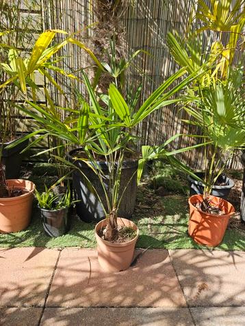 Palmboom winterhard, Trachycarpus Fortunei beschikbaar voor biedingen