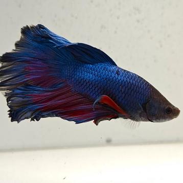 Betta splendens man 64 beschikbaar voor biedingen