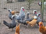 5 hennen en 2 hanen kuifhoen kriel koekoek, Dieren en Toebehoren, Pluimvee, Meerdere dieren, Kip