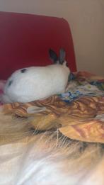 Konijn vrouwtje bieden, Vrouwelijk, Dwergpapegaai of Agapornis