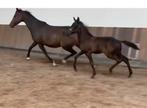 Wegens verhuizing‼️inkrimpen jonge KWPN Dress. paarden ️, Dieren en Toebehoren, Paarden, Gechipt, Niet van toepassing, Dressuurpaard