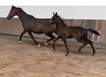 Wegens verhuizing‼️inkrimpen jonge KWPN Dress. paarden ️ beschikbaar voor biedingen