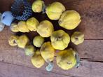 Fruit: kweeperen, Diversen, Ophalen