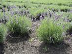 Lavendel in pot, Tuin en Terras, Ophalen, Zomer, Vaste plant, Overige soorten