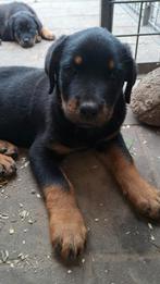 Rottweiler pups mogen naar nieuw huisje, Dieren en Toebehoren, Rabiës (hondsdolheid), 8 tot 15 weken, Groot, Meerdere