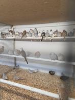 Diamant duiven, Meerdere dieren, Overige soorten