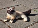 vilten kat met bankje, Hobby en Vrije tijd, Ophalen of Verzenden, Zo goed als nieuw, Figuurtje(s), Wolvilt