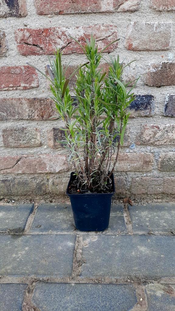 Paarse en witte Lavendel Arctic Snow / Hidcote🪻, Tuin en Terras, Planten | Tuinplanten, Overige soorten, Volle zon, Zomer, Ophalen