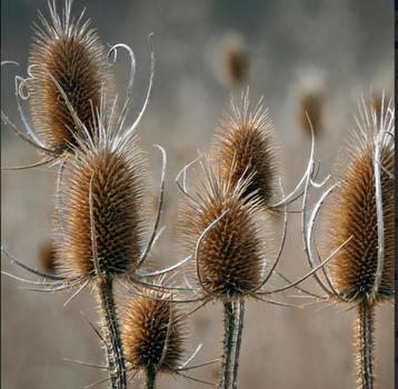 kaardebol - droogbloemen 50 tot 250 cm lengte beschikbaar voor biedingen