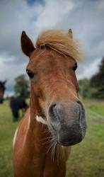 Falabella paardje met een gouden hart, Dieren en Toebehoren, Paarden, Hengst, Minder dan 160 cm, Met stamboom, 3 tot 6 jaar