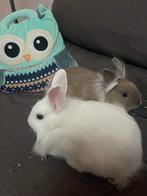 Teddy konijntjes, Dieren en Toebehoren, Konijnen, Meerdere dieren, Dwerg, 0 tot 2 jaar