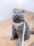 Britse korthaar Dekkasters