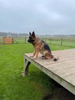 Duitse Herder teef, Dieren en Toebehoren, Honden | Herdershonden en Veedrijvers, CDV (hondenziekte), Teef, Eén hond, 3 tot 5 jaar