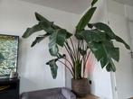 Strelitzia Nicolai XL, Huis en Inrichting, Ophalen, 200 cm of meer, Overige soorten, Halfschaduw