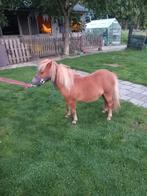 Mini shetlander hengst, Hengst