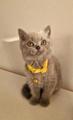 Britse korthaar kittens, Dieren en Toebehoren, Meerdere dieren, Ontwormd
