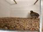 Jonge Chinese dwergkwartels, Dieren en Toebehoren, Meerdere dieren, Tropenvogel