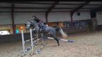 Trainings/bijrijdpaard gezocht, Ophalen of Verzenden, Nieuw