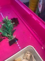 Driekielschilpadjes + aquarium gloed nieuw & filter & voer, Dieren en Toebehoren, Schildpad, 0 tot 2 jaar
