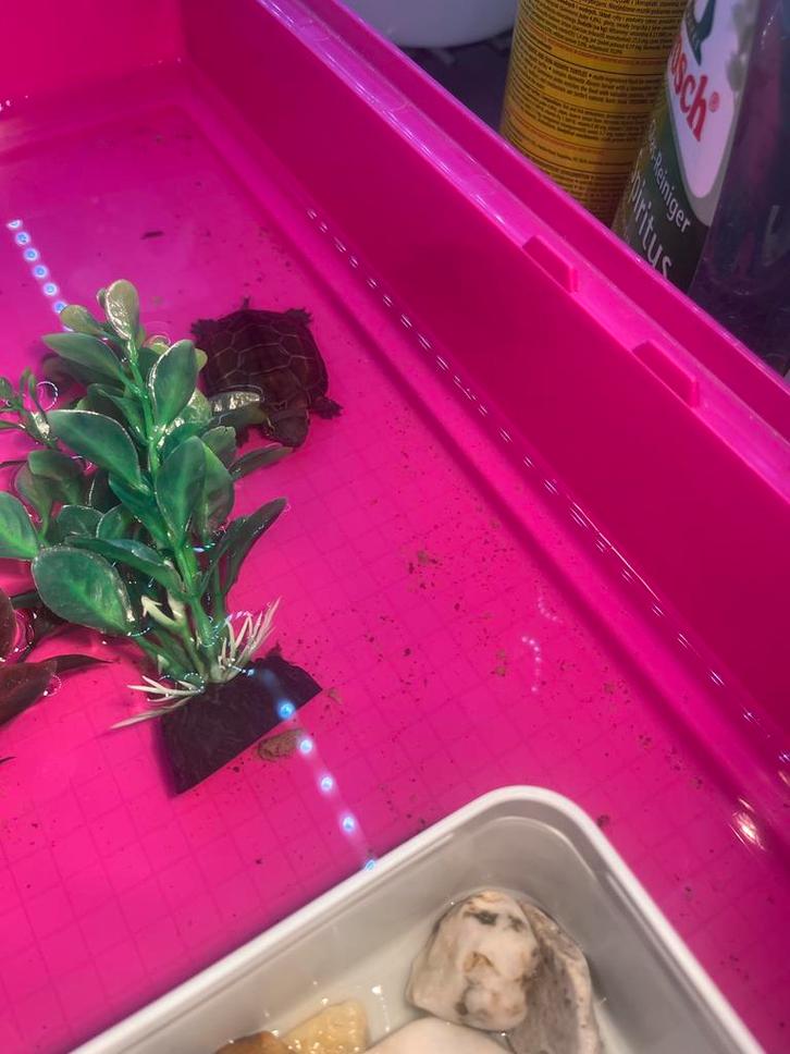 Driekielschilpadjes + aquarium gloed nieuw & filter & voer, Dieren en Toebehoren, Reptielen en Amfibieën, Schildpad, 0 tot 2 jaar