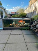 Kwaliteit koi te koop, Dieren en Toebehoren, Vissen | Vijvervissen, Karper of Koi