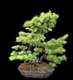 bonsai larix dubbelstam compositie, Bloeit niet, Overige soorten, Minder dan 100 cm, Ophalen