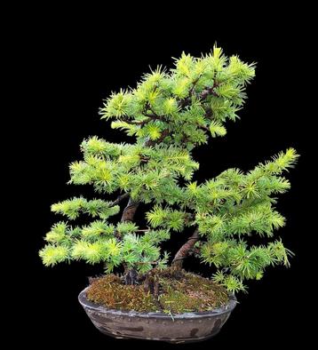  bonsai larix dubbelstam compositie beschikbaar voor biedingen