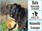 NIEUWOLDA vermist Batu!, Dieren en Toebehoren, Vermiste en Gevonden Dieren, Hond