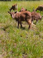 Geitenlam (vrouwelijk) te koop, Dieren en Toebehoren, Schapen, Geiten en Varkens, Vrouwelijk, Geit, 0 tot 2 jaar