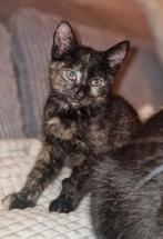 Britse korthaar kittens,gechipt en gevaccineerd 😻