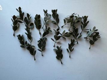 Neppe Eucalyptusbladeren beschikbaar voor biedingen