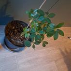 Gratis planten, Huis en Inrichting, Kamerplanten, Groene kamerplant, Ophalen, Overige soorten, Minder dan 100 cm