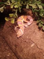 Baardagamen, Pythons, Rattenslangen, Luipaardgekkos en meer, Dieren en Toebehoren, Reptielen en Amfibieën, Overige soorten, Met terrarium