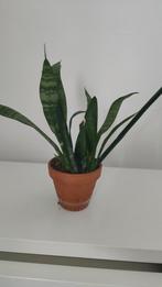 sansevieria/vrouwentong, Ophalen, Overige soorten, Minder dan 100 cm