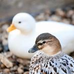 Specialist in watervogels | Ruime keuze | Passend advies