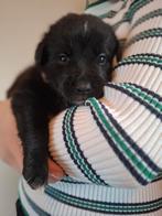 Boulab pups aangeboden - kruizing labrador en Berner Sennen, Rabiës (hondsdolheid), 8 tot 15 weken, Labrador retriever, Meerdere