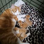 Kittens, Dieren en Toebehoren, Katten en Kittens | Overige Katten, Meerdere dieren